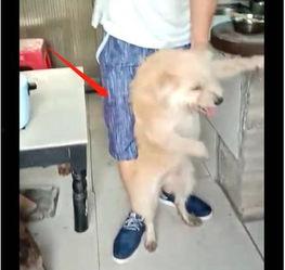 网红和狗视频,短视频时代的治愈系宠物风潮